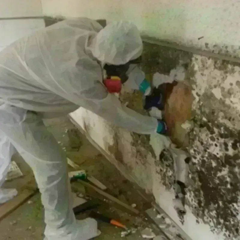 Mold Remediation and Removal in Larose, LA